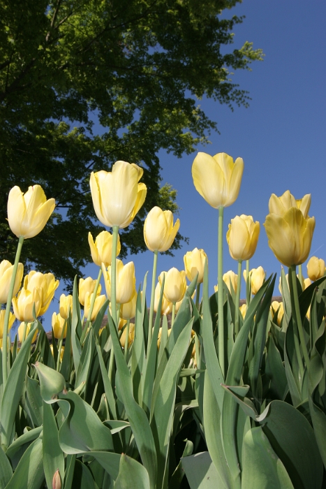 Tulipes a Morges 2007 - 220